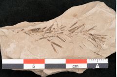 Foto (Detailansicht) von Taxodium distichum miocenicum Heer (NHMW-GEO-2024-0188-6431)